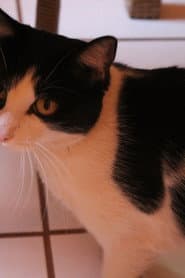 Gustavinha dans le rôle de Gato