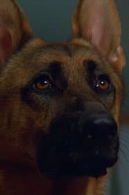 Primo the Dog dans le rôle de Thor