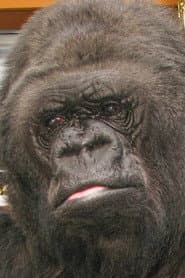 Koko في دور Herself