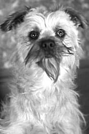Laughing Gravy في دور Laughing Gravy - the Dog (uncredited)