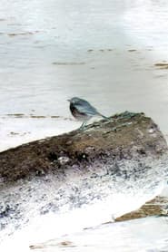 Hermit Thrush as The Bird