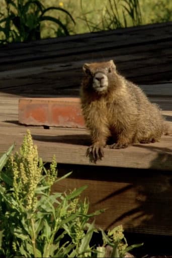 ملصق فيلم The Study Of Groundhogs: A Real Life Look At Marmots (2008)