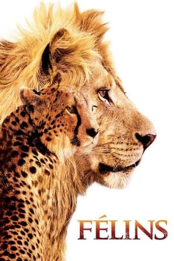 African Cats