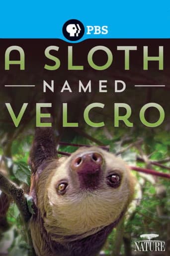 Affiche du film A Sloth Named Velcro (2014)
