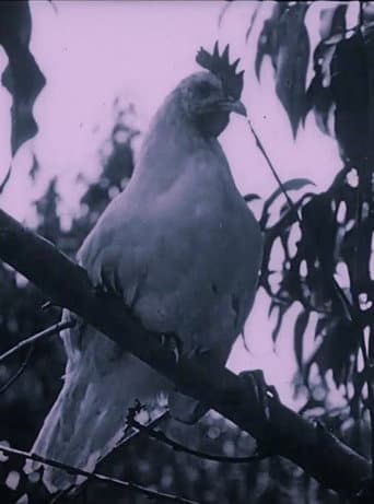 ملصق فيلم The Last Word in Chickens (1924)