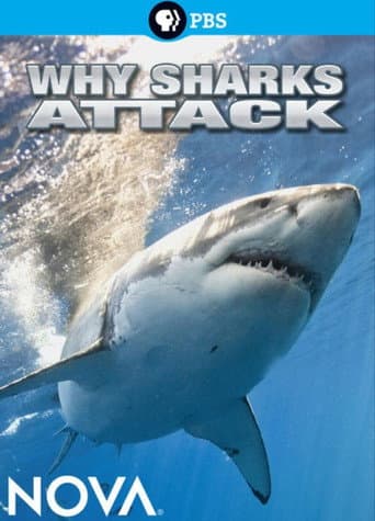 Affiche du film Why Sharks Attack (2014)