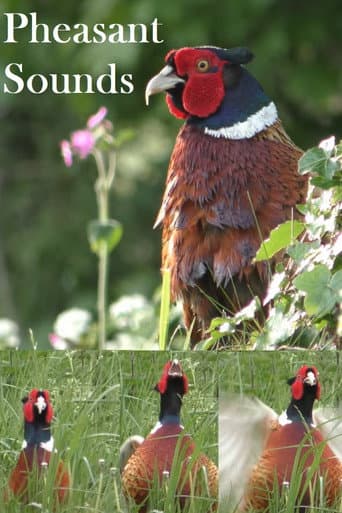 Pheasant Sounds (2022) movie poster