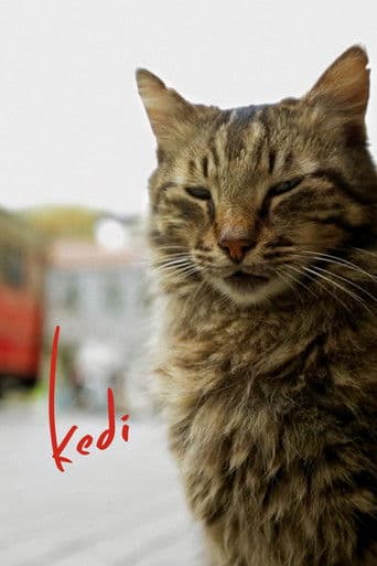 ملصق فيلم Kedi (2017)