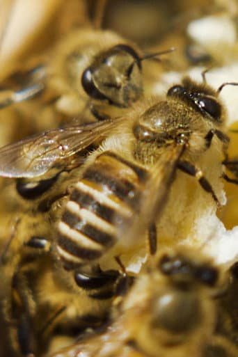 ملصق فيلم Une terre sans abeilles? (2021)