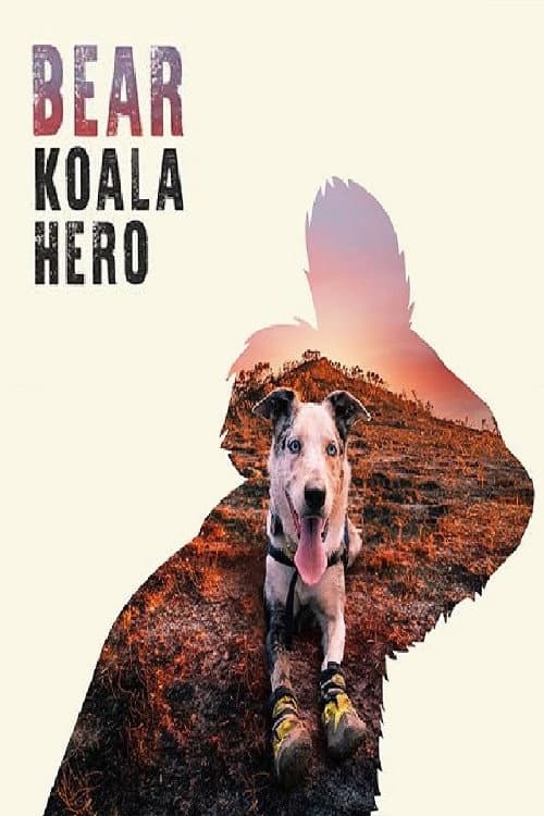 Bear: Koala Hero (2020) movie poster