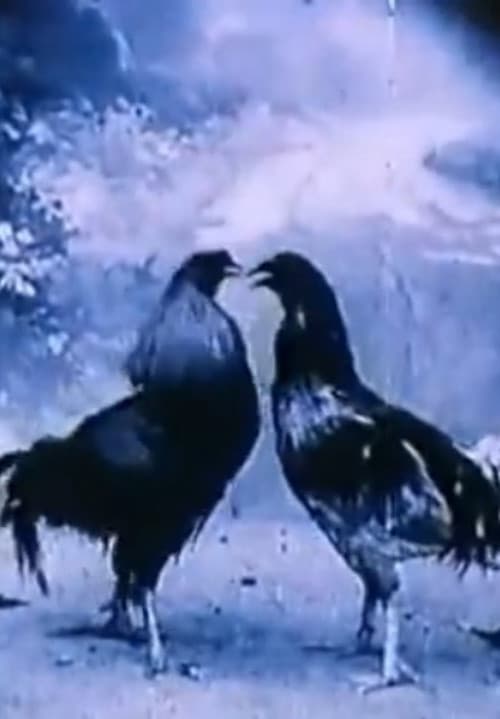 Affiche du film Animali Criminali (1994)