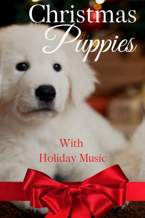 Christmas Puppies (2020) movie poster