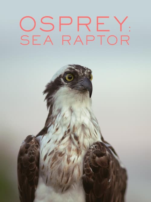 Osprey: Sea Raptor (2021) movie poster