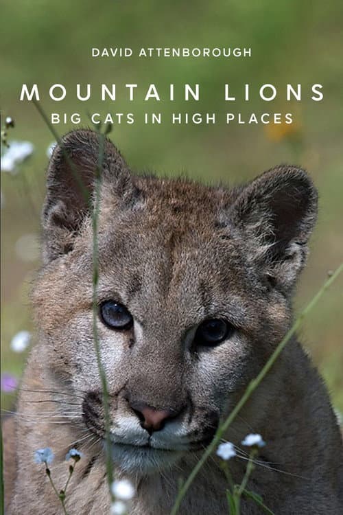 ملصق فيلم Mountain Lions: Big Cats in High Places (2014)