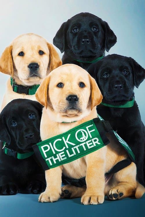 Pick of the Litter (2019) movie poster