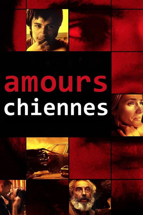 Affiche du film Amores perros (2000)
