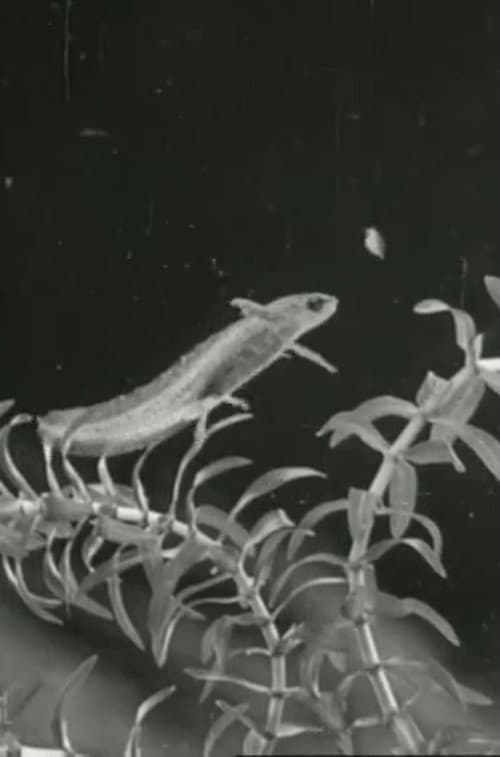 The Life Cycle of the Newt (1942) movie poster