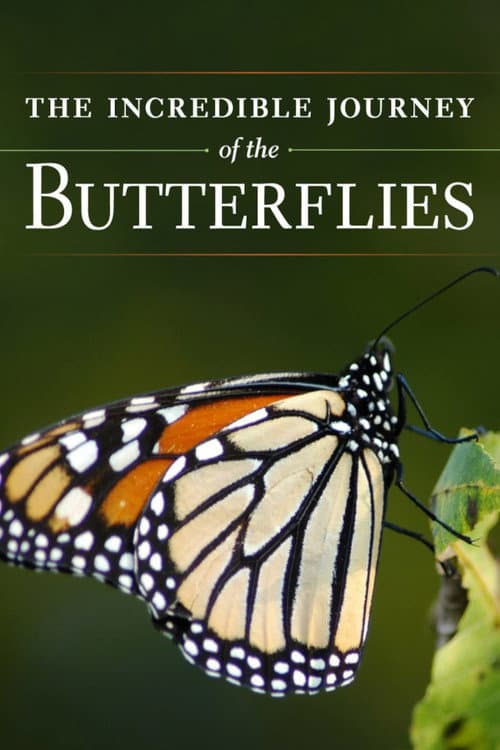 Affiche du film The Incredible Journey of the Butterflies (2009)