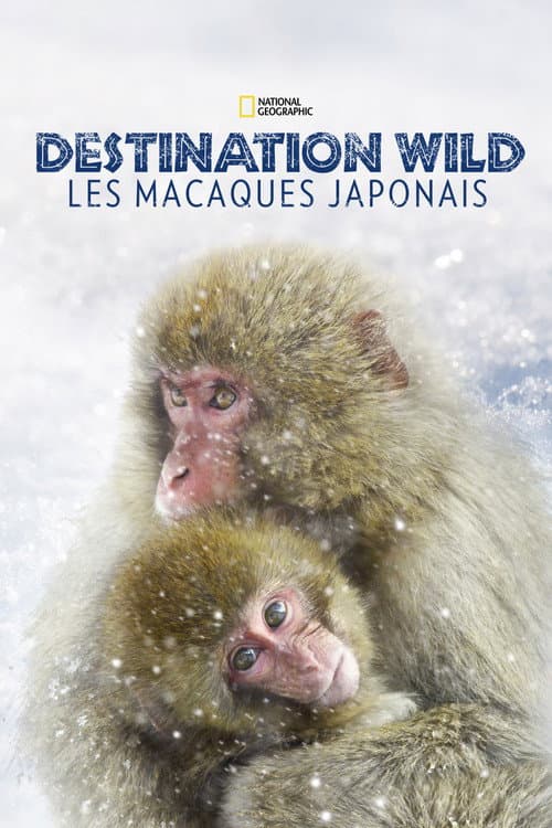 Affiche du film Wild Japan: Snow Monkeys (2014)
