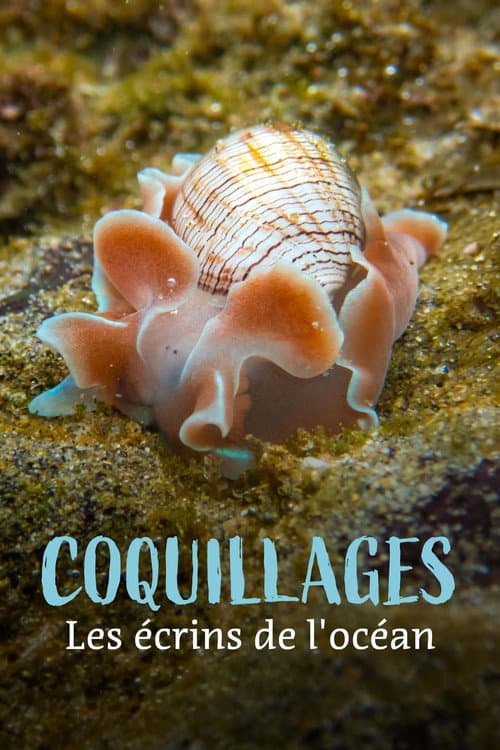 Affiche du film Shells: Shaped by Nature (2026)