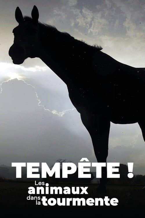 Affiche du film Der Sturm - Tiere bei Blitz und Donner (2023)