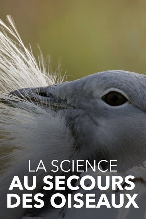 Affiche du film Die Odyssee der Großtrappen - Das Comeback der Riesenvögel (2021)