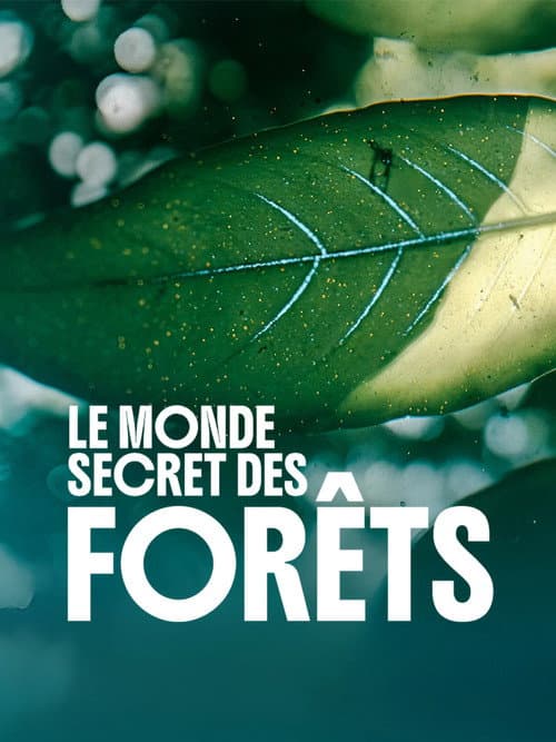 Affiche du film The Forest (2024)