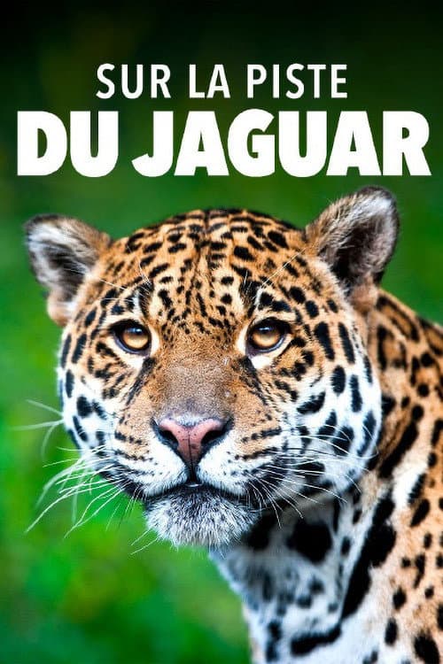 Affiche du film Sur la piste du jaguar au Guyana