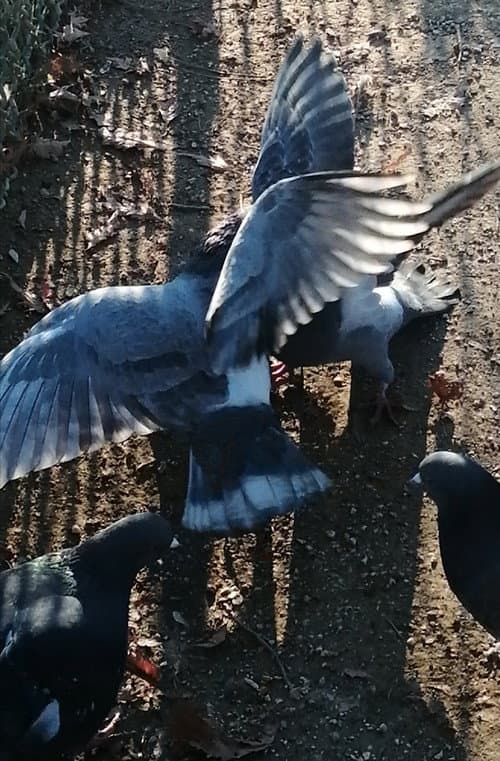 J'ai vu des oiseaux-moqueurs ricaner sous le soleil de Valence (2026) movie poster