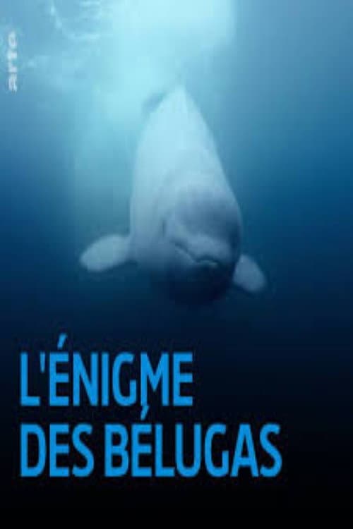 L'énigme des belugas (2017) movie poster