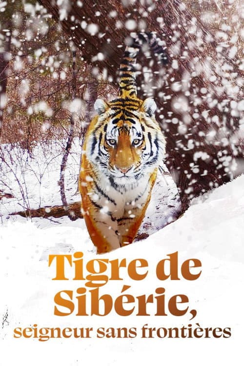 Affiche du film Tigre de Sibérie, seigneur sans frontières (2023)