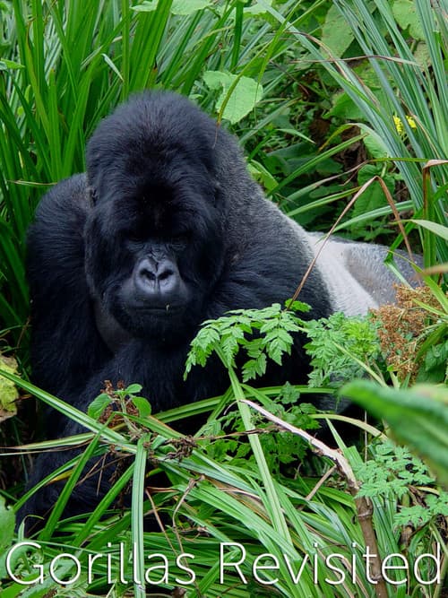 Affiche du film Gorillas Revisited with Sir David Attenborough (2006)