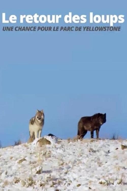 Affiche du film Die Rückkehr der Wölfe: Das Wunder im Yellowstone-Nationalpark (2017)