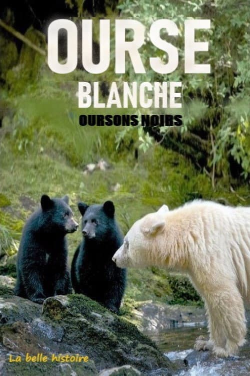 Affiche du film Ourse blanche, oursons noirs : la belle histoire (2017)