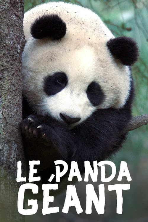 Affiche du film Der Große Panda (2020)