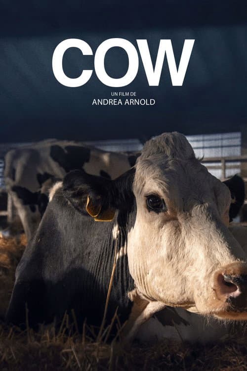 Affiche du film Cow (2022)